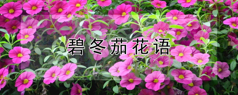 碧冬茄花语（碧冬茄花语寓意）