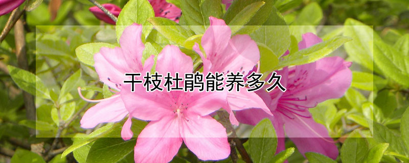 干枝杜鹃能养多久(水养干枝杜鹃能活多久)