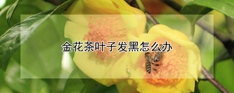 金花茶叶子发黑怎么办 茶花叶干枯发黑怎么办