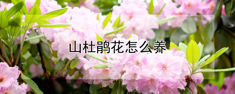 山杜鹃花怎么养（这个杜鹃花怎么养）