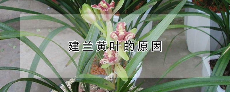 建兰黄叶的原因（兰花叶子发黄是什么原因）