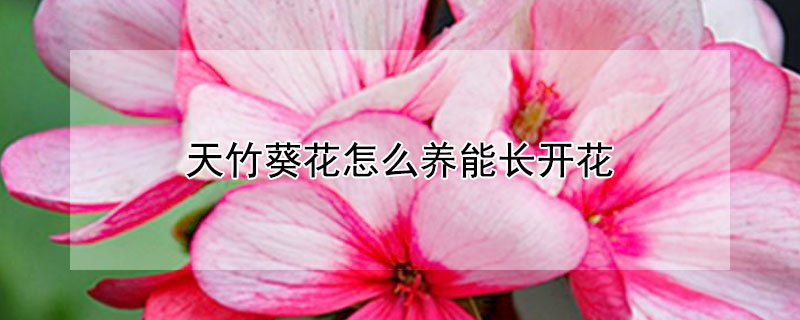 天竹葵花怎么养能长开花（天竹葵开完花怎么办）