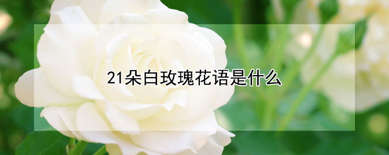 21朵白玫瑰花语是什么 22朵白玫瑰花语是什么