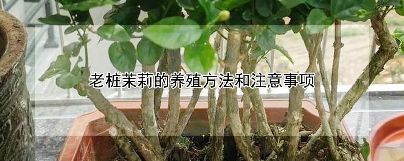 老桩茉莉的养殖方法和注意事项 茉莉老桩如何栽培