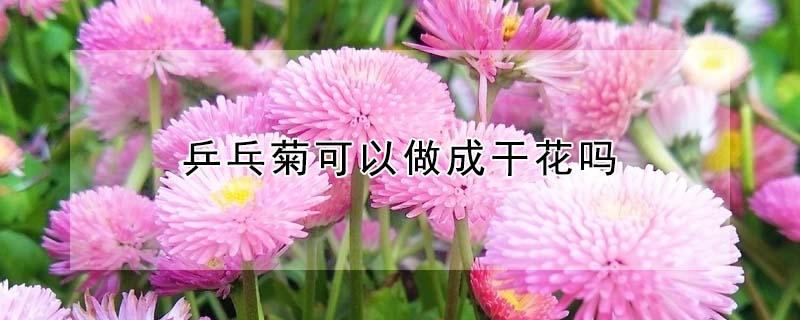 乒乓菊可以做成干花吗（乒乓菊怎么做）