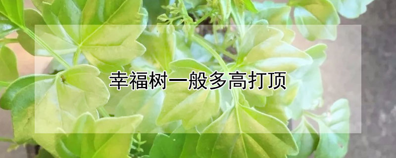 幸福树一般多高打顶 幸福树主干多高合适