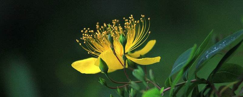 金丝桃寓意(金丝桃是什么)