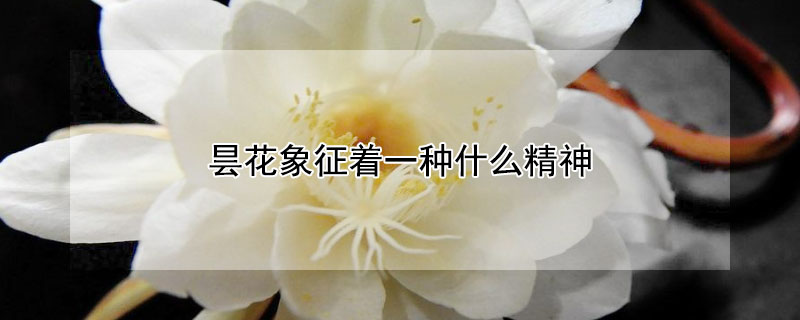 昙花象征着一种什么精神 昙花一现意味着什么精神