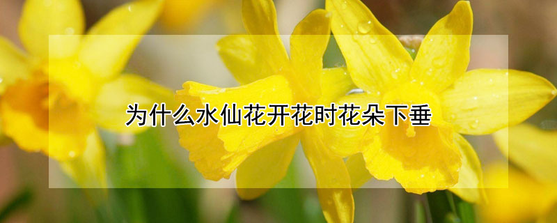 为什么水仙花开花时花朵下垂（水仙花往下垂）