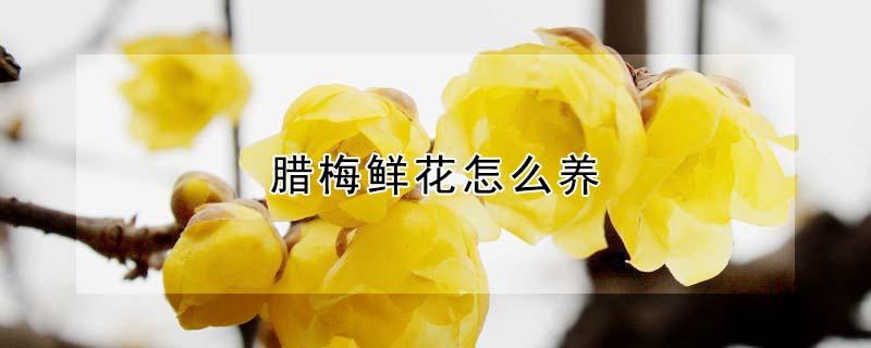 腊梅鲜花怎么养（腊梅鲜花的养殖方法和注意事项）