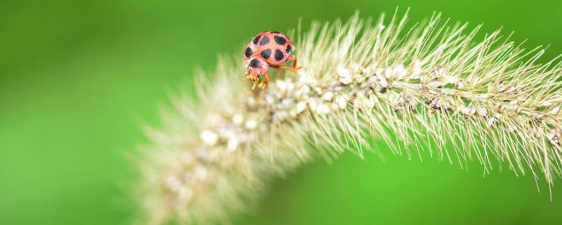 马尾巴草花语 马尾草的花语