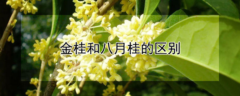 金桂和八月桂的区别 八月桂和金桂有什么区别