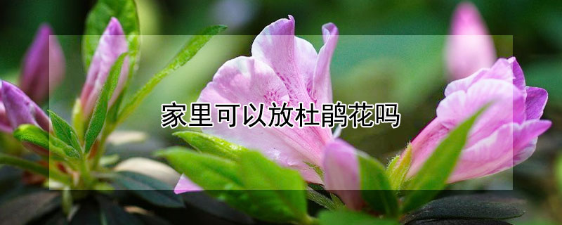 家里可以放杜鹃花吗 家里能养杜鹃花吗放在哪合适