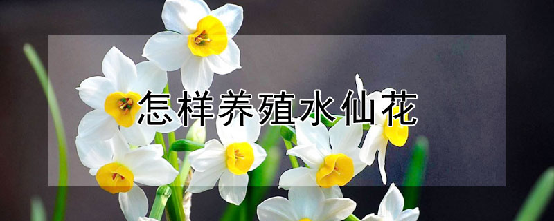 怎样养殖水仙花 如何养殖水仙花