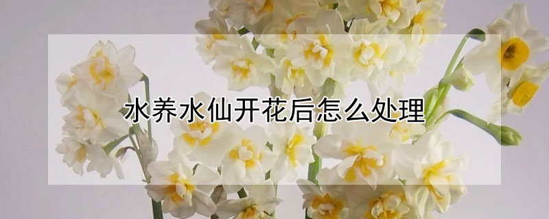 水养水仙开花后怎么处理（水仙开完花怎么养护）