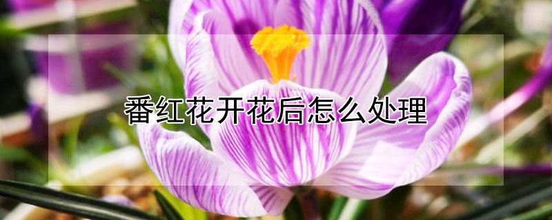 番红花开花后怎么处理 番红花种球开花之后怎样处理