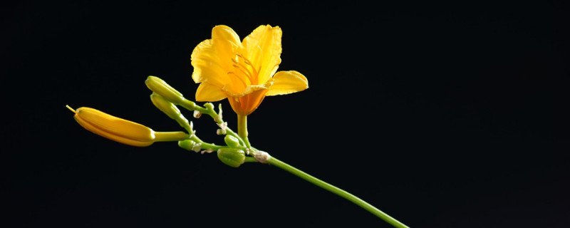 萱草花的寓意（萱草花歌词表达的意思）