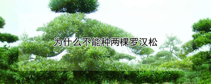 为什么不能种两棵罗汉松 多棵罗汉松可以栽在一起吗