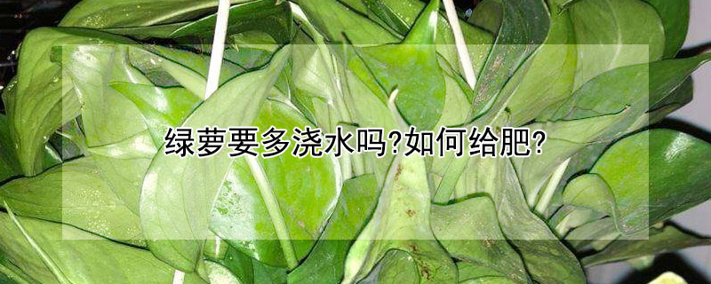 绿萝要多浇水吗?如何给肥? 绿萝怎样浇水和施肥