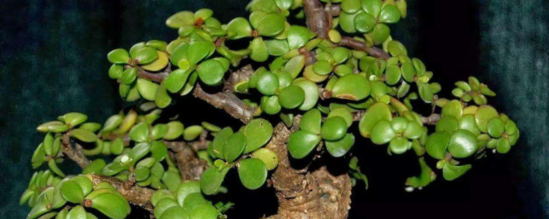 金枝玉叶花语 金枝玉叶花语象征与寓意