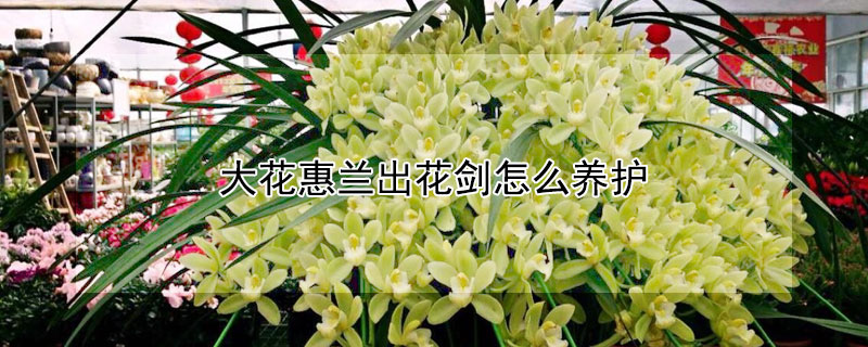 大花惠兰出花剑怎么养护（大花惠兰不出花剑怎么办）
