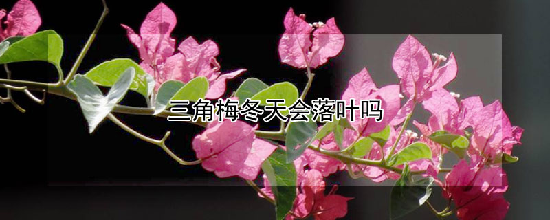 三角梅冬天会落叶吗 三角梅冬天落叶怎么回事