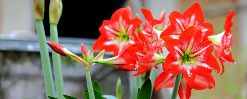 朱顶红开花的寓意 白肋朱顶红开花的寓意