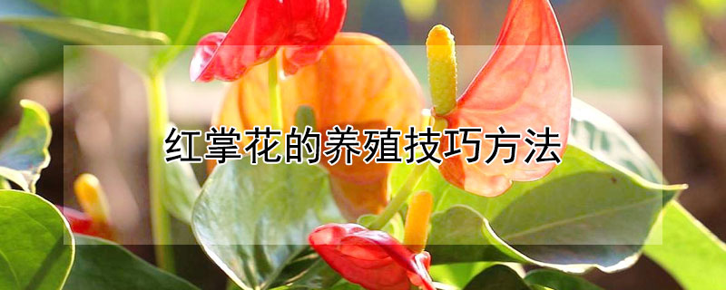 红掌花的养殖技巧方法（怎样养好红掌花及栽培技术）
