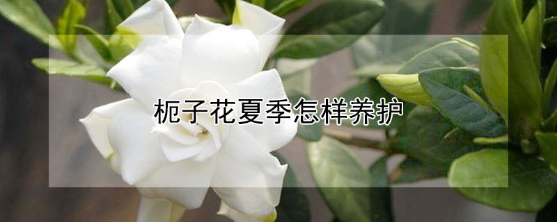 枙子花夏季怎样养护（栀子花冬天怎么浇水）