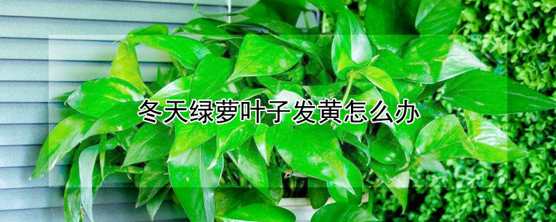 冬天绿萝叶子发黄怎么办（冬天绿萝叶子发黄怎么回事）