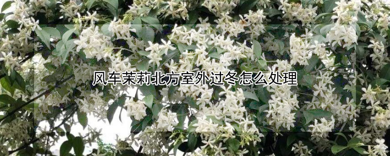风车茉莉北方室外过冬怎么处理（风车茉莉在东北冬天怎么保护）