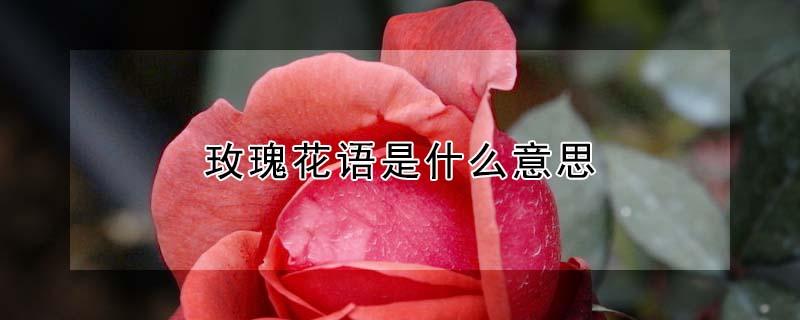 玫瑰花语是什么意思（香槟玫瑰花语是什么意思）
