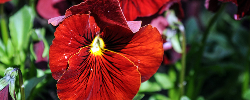 三色堇的寓意和象征(三色堇象征着什么)