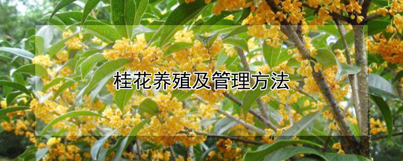 桂花养殖及管理方法 桂花的养殖技术