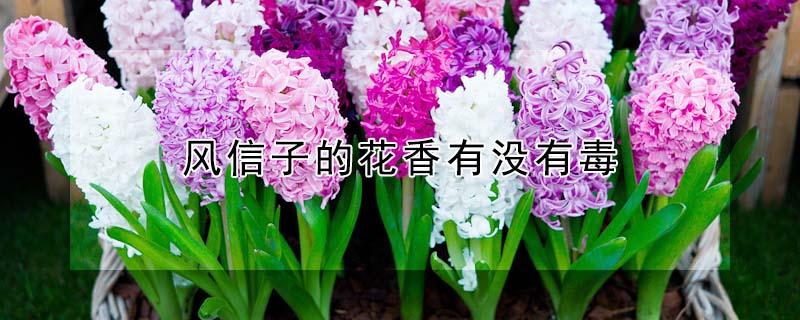 风信子的花香有没有毒（风信子的花香有什么作用）