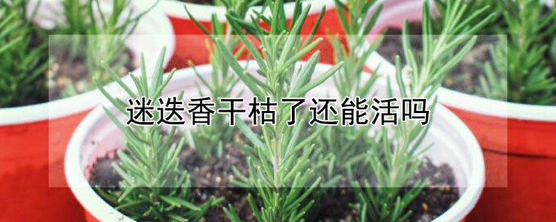 迷迭香干枯了还能活吗 夏天迷迭香干枯了还能活吗