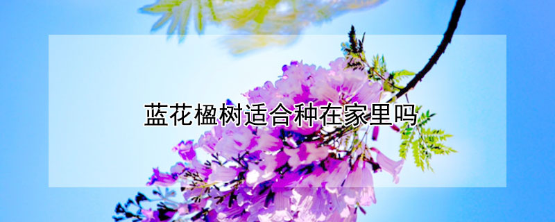 蓝花楹树适合种在家里吗（蓝花楹种家里好不好）