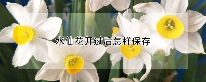 水仙花开过后怎样保存（水仙开完花怎么保存）