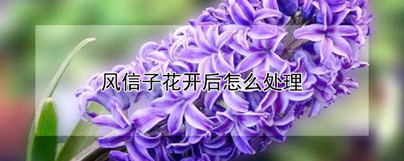 风信子花开后怎么处理(风信子花开以后怎么处理)