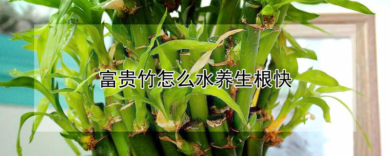 富贵竹怎么水养生根快（富贵竹怎么水养才旺盛）