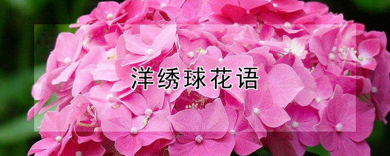 洋绣球花语 洋绣球花语是什么