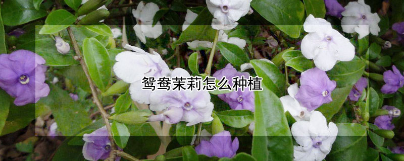 鸳鸯茉莉怎么种植(鸳鸯双色茉莉怎样种植)