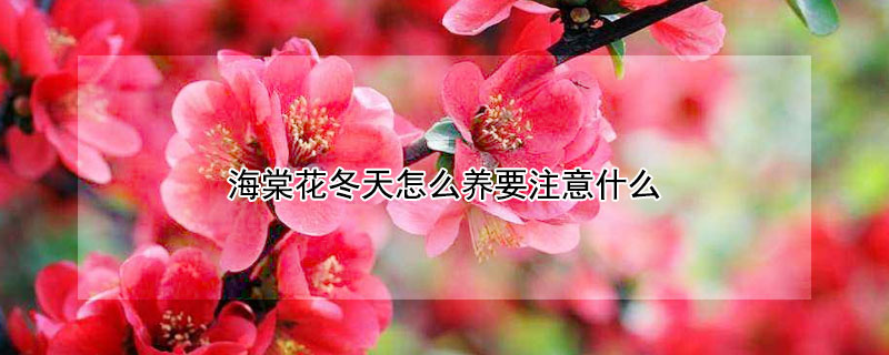 海棠花冬天怎么养要注意什么（海棠花秋冬季节怎么养）