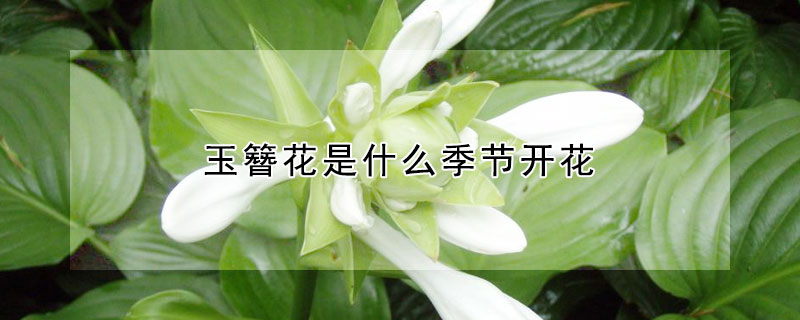 玉簪花是什么季节开花（玉簪花生长季节）