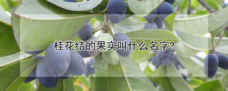 桂花结的果实叫什么名字? 桂花结出来的果实是什么