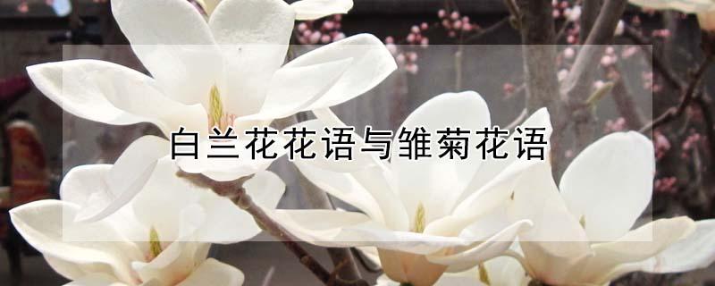 白兰花花语与雏菊花语(白菊花什么花语)