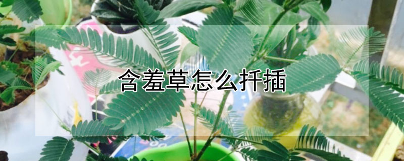 含羞草怎么扦插（含羞草可以扦插吗）