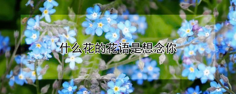 什么花的花语是想念你 花语是想念的花有什么