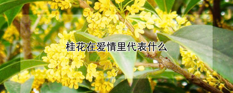 桂花在爱情里代表什么 桂花为什么象征爱情