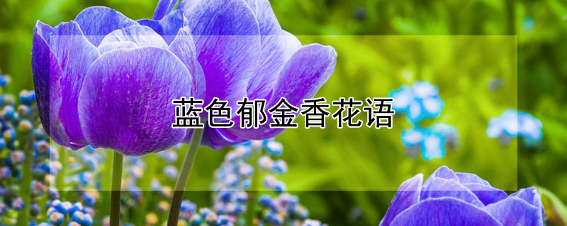 蓝色郁金香花语 蓝色郁金香花语象征与寓意